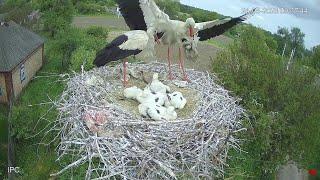 ЛЕЛЕКА БІЛИЙ. ПАРК ПИРЯТИНСЬКИЙ. УКРАЇНА 13-7-23-CHICKS WHITE STORK PYRYATINSKY PARK UKRAINE