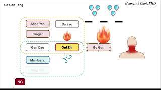 LEGO formulas - Gui Zhi Tang variations(2) -Gui Zhi Fu Ling Wan, Xiao Qing Long Tan.