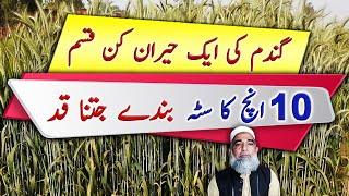 Some interesting varieties of Wheat || Crop Reformer