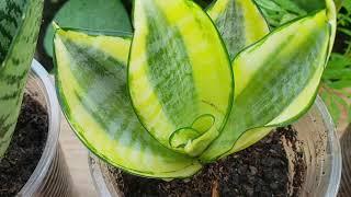 Planting sansevieria plant  / Potting soil for sansevieria plant