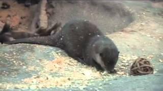 Asian Small-Clawed Otters Move into Toyota Elephant Passage