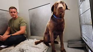 Chocolate Lab Neglected for YEARS, Until this Happens…