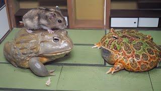 Hamsters are the perfect treat for African bullfrogs and Pacman frogs【WARNING LIVE FEEDING】