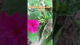Dixie Girl and the Four O’Clocks