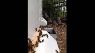 New Bees Buzzing in their Hives