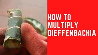 || HOW TO MULTIPLY DIEFFENBACHIA || PLANT PROPAGATION TIPS ||