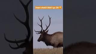 Heart shot bull!!! ️ Bow Hunting Kill
