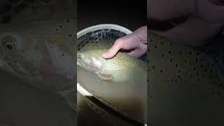 Beast cutthroat trout lime green spinner pt 2 #fishing #trout #fishingtips #troutfishing