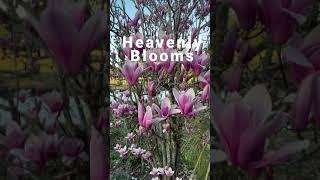 #Shorts #Magnolia Heavenly Blooms