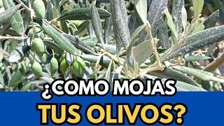 🟥 ¿Estas Seguro de que  Mojas Bien Tus Olivos?