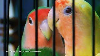 Peach Faced Lovebird Sounds 4 Hours - Wild Green & Lutino