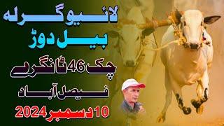 Live Ghirla Bull Race Tournament Chak 46 Tangry Faisalabad | 22 Oct 2024