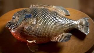 Missouri Record Fish Stories - Bluegill