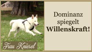 Hundesprache und Hundeverhalten wahrnehmen und verstehen lernen!