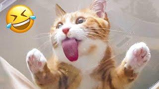 Funniest Animals  Best Funny Dogs and Cats Compilation #161