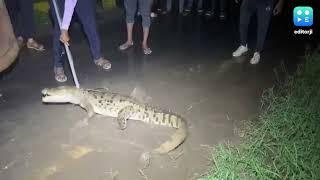 Crocodile Walking On Street In Gujarat's Vadodara Rescued