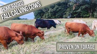 Fall Calving Cows Raised on Forage