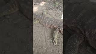 Reptile. Magar gota bich khopada chipkali 