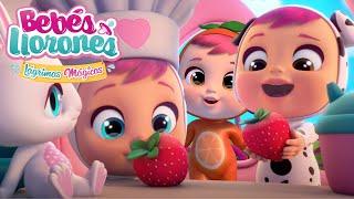 BEBÉS TUTTI FRUTTI  LÁGRIMAS MÁGICAS  | DIBUJOS ANIMADOS en ESPAÑOL | ¡Divertido y educativo!