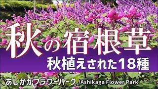 【ガーデニング】今年新たに秋植えされた宿根草18種の紹介！11月5日の最新の様子を紹介！あしかがフラワーパーク・園芸のプロから学ぶ！【栃木県足利市】Gardening