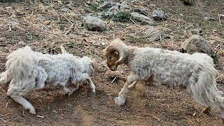 Himalayan simple the shepherd life || sheep fighting  || Nepali village life RK