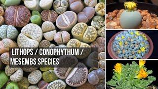 Types of lithops - conophytum types - Mesembs types - Types of Succulent Plants with Names