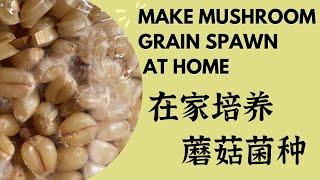 制作谷粒种，蘑菇菌种｜Make mushroom grain spawn at home |