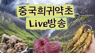 중국희귀약초,백두산 산삼,산양삼,산양산삼,임하삼,방치삼,장뇌삼,임하산삼,목청,석청,뽕상황버섯 라방 시작합니다