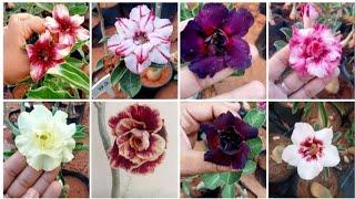 Adenium Sale 24/4/24