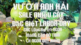 Anh Hải Đã Trở Lại Làm Vườn Bán Cây Show Biz Dịp Lễ Labor Day Hihihi tt756