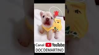 Animais engraçados - Cães fazendo coisas engraçadas#shorts#funnydogs#funnypuppies3