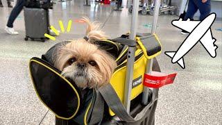 13 hour long flight with my dog! Shih Tzu Puppy travels to Turkey 