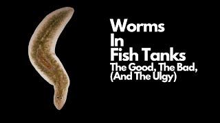 Worms In Fish Tank  - The Good, The Bad (And The Ugly)