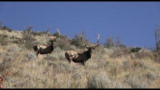 20+ Trophy Elk Kill Shots with White Peaks Outfitters Idaho