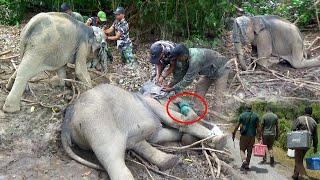 A Heartwarming Rescue Story. |   Rescuing A Baby Elephant From A Brutal Snare: