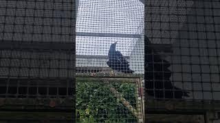 A Raven at Thorpe Perrow says hello and tells us to behave yourself!