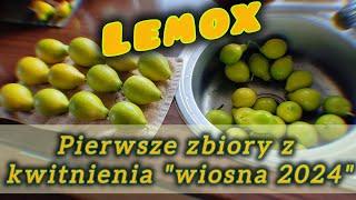 Pierwsze zimowe owoce - zbiór z wiosennego kwitnienia - Lemox #cytrusy