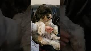 Pampered dog