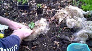 Does Sheep's Wool Work In Vegetable Gardening?