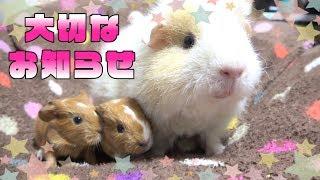 【モルモット】家族が増えました！【Guinea pig babies were born】2018.05.03