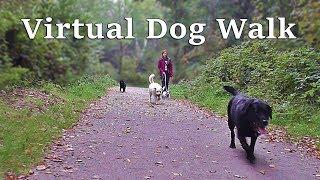 Dog TV Videos ~ TV for Dogs : Calming Dog Walking TV - Virtual Woodland Walk