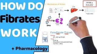 How do Fibrates Work? (+ Pharmacology)