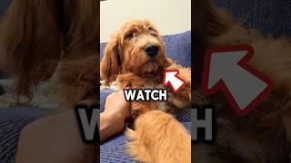 ONLY SIGMAS CAN WATCH THIS VIDEO! #shorts #puppy #dog 