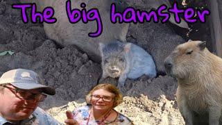 The Big Hamster