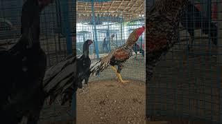 breeding couples️seval kadhalan subscribe my channel#subscribe #shorts#videos #watapp_status#seval