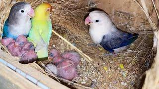 Lovebird Mutation Breeding | Dove & Java Sparrow Aviary Setup