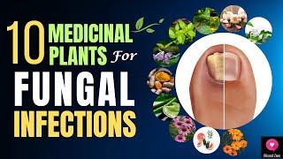 10 Medicinal Plants For Fungal Infections | Herbal Remedies | Blissed Zone