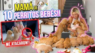 24 HORAS SIENDO MAMÁ DE 10 PERRITOS GOLDEN BEBÉS!!! AYUDA!!!‍️ | Katie Angel