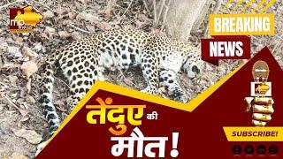 मृत अवस्था में मिला तेंदुए का शव, ग्रामीणों ने दी वन अमले को सूचना MP NEWS