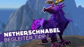 Netherschnabel (Federmähnen) - Begleiter Tipp